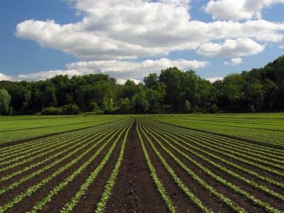 Актуальные проблемы весенних полевых работ 2022 года в хозяйствах Курганской области обсуждены на зональных агрономических совещаниях