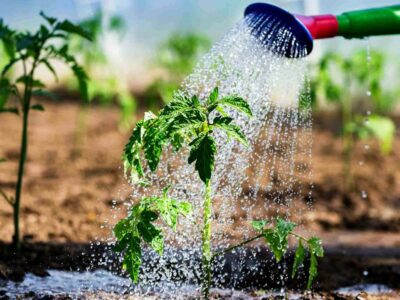 Анализ почвы и воды для полива помогут повысить урожайность сельскохозяйственных культур и сэкономить на удобрениях!